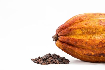 Close de uma vagem madura de cacau ao lado de amêndoas de cacau, matérias-primas usadas na produção de chocolate.